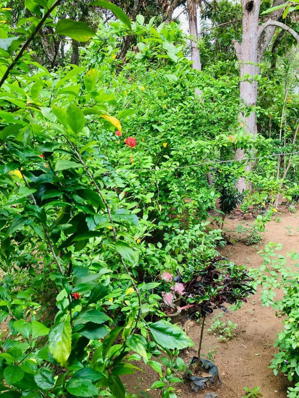 Sigiri Lodge Sigiriya Dış mekan fotoğraf